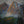 Detail of sunlit mountain peaks and evergreen trees in A World Worth Thanking by Ted McChesney.”