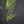 Close-up of the Shirley McChesney signature on the canvas of the Where the Garden Keeps Its Secrets painting
